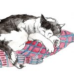 Cat illustration