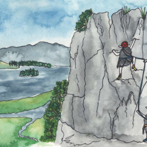 Climbing Herdwick sheep